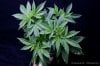 cannabis-harlequinX3-v51-4173.jpg