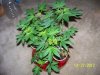 Party Grow 4 002.jpg