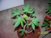 Party Grow 4 006.jpg