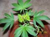 Party Grow 4 008.jpg