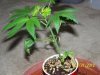 Party Grow 4 009.jpg