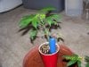 Party Grow 4 010.jpg