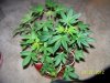 Party Grow 4 013.jpg