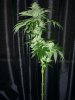 5wks og#18+buddah tahoe 010.jpg