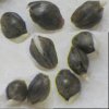 Extrema Seeds 02.JPG