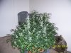 Next Grow S 004.jpg