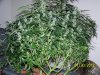 Next Grow S 016.jpg