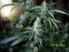 Next Grow S 023.jpg