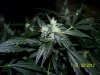 Next Grow S 024.jpg