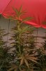 gioua-314551-albums-2012-medical-grow-picture2277340-bubba1.jpg