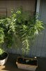 gioua-314551-albums-2012-medical-grow-picture2277338-bubbaants.jpg