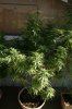 gioua-314551-albums-2012-medical-grow-picture2277335-orangecrush2.jpg