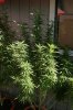 gioua-314551-albums-2012-medical-grow-picture2277334-orangecrush1.jpg