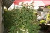 gioua-314551-albums-2012-medical-grow-picture2277331-img-0030-std.jpg