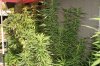 gioua-314551-albums-2012-medical-grow-picture2277327-img-0029-std.jpg