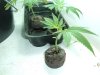 Aug1clones 001.jpg