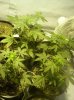 first grow 106.jpg