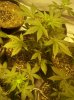 first grow 102.jpg