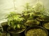 first grow 099.jpg