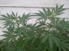 Outside Grow 017.jpg