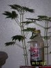 Party Grow 5 010.jpg