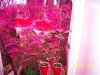 Party Grow 5 015.jpg