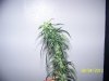 Next Grow W 006.jpg