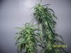 Next Grow W 007.jpg