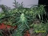 Next Grow W 009.jpg