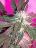 Aug4 2012 Bubba Danko day41 bud.jpg