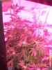 Aug4 2012 Romulan day31.jpg