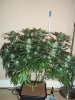 blue cheese week 5.jpg