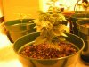 Grow pic 007.jpg