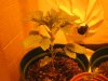 Grow pic 008.jpg