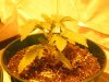 Grow pic 010.jpg