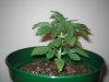 Grow pics 001.jpg