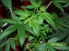 Party Grow 7 003.jpg