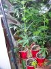 Party Grow 7 007.jpg