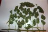 IMG_2336-94-days-first-harvest.jpg