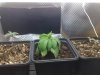 New Seeds Day9.jpg