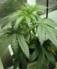 3755_hydro-marijuana-plant.jpg