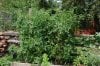 20120817_DemHugeTomatoes.jpg