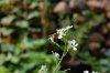 20120817_BeanFlowerBee.jpg