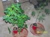 Party Grow 8 010.jpg