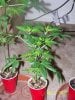 Party Grow 8 018.jpg