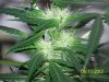 Party Grow 8 027.jpg