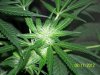 Party Grow 8 028.jpg