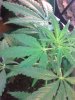 Female three hybrid also looks sativa dom.jpg