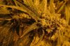 08-19-2012 Grow Room Flower 001.jpg