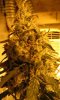 08-19-2012 Grow Room Flower 004.jpg